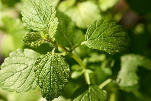 sitruunamelissa tunnetilan hallitsemiseksi