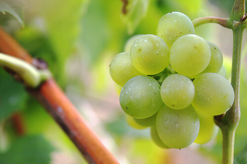 vältä närästys syömällä viinirypäleitä