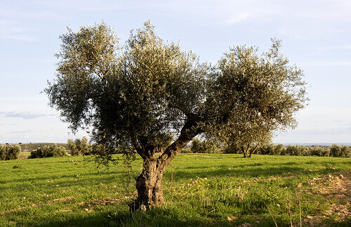Oliivipuu
