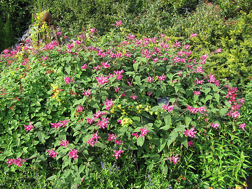 Salvia puhdistaa maksaa