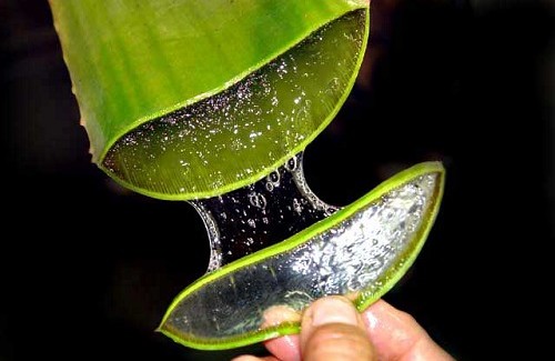 Aloe vera on luonnonmukainen laksatiivi