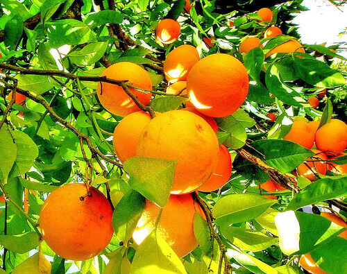appelsiinit