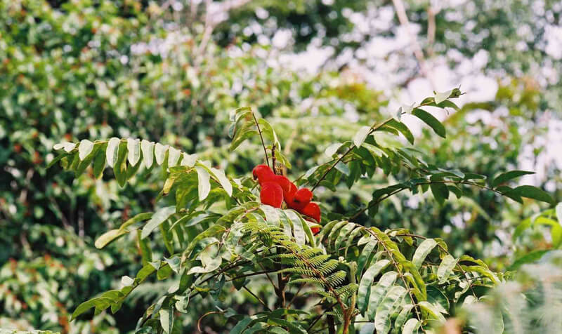borututu puun hoitavat vaikutukset