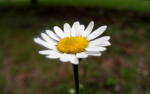 kamomilla auttaa divertikuloosiin