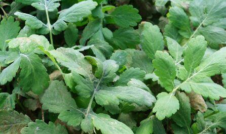 lääkeyrttejä kuten keltamo kehon luontaishoitoon