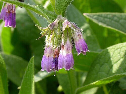 raunioyrtti lihasjännityksen hoitoon