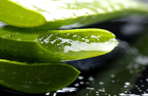 Aloe vera, virkistävä ja parantava lääkekasvi
