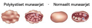 Munasarjat_2