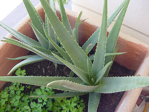 aloe1