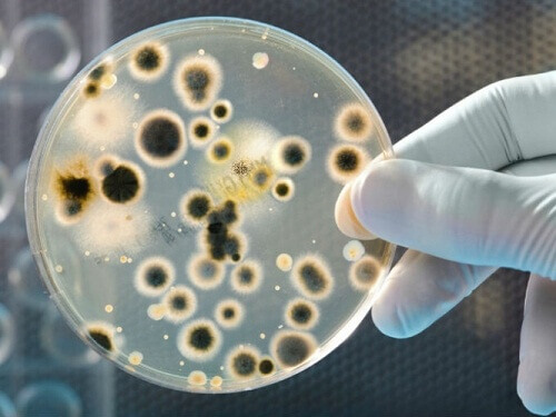 Kolikoissa ja seteleissä pesivät bakteerit
