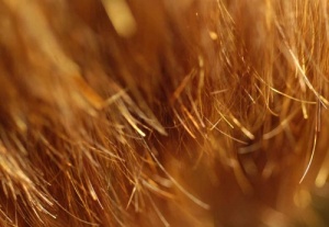 Kaksihaaraisten hoito kotikonstein