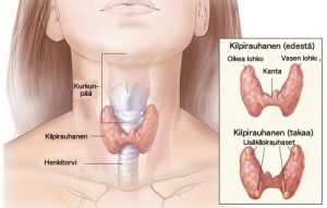 Huomaa kilpirauhasongelmat ajoissa