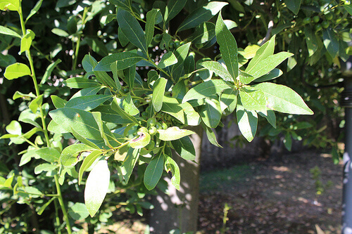 laurel