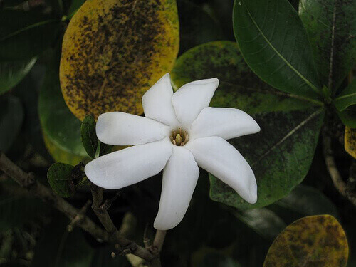 hajusta hiukset kotitekoisella hajuvedellä