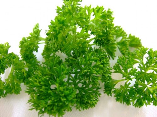Basil-e1430239529250