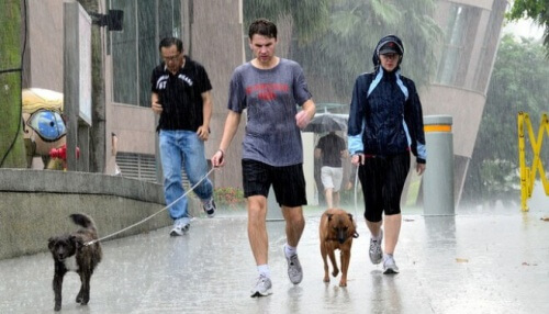Koiran ulkoilutus sateessa