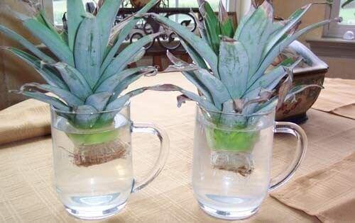 Laita ananaksen hatut veteen