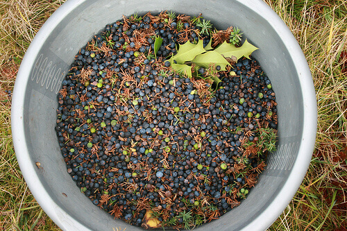 katajanmarjat auttavat pahanhajuiseen hengitykseen