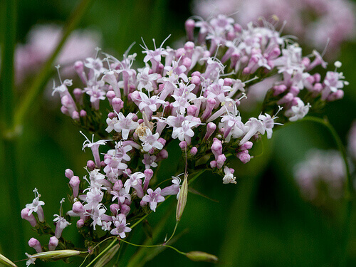 unettomuus2