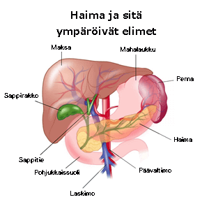 haima2