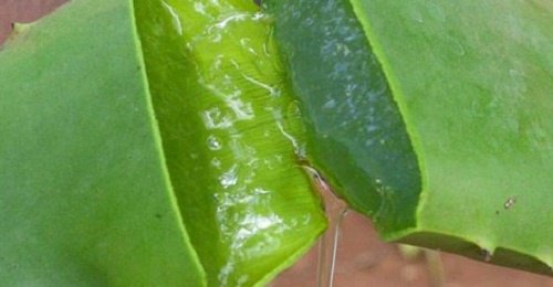 aloe