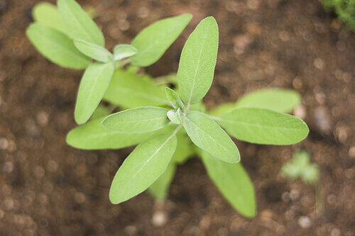 salvia