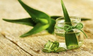 Kasvata aloe vera kotona