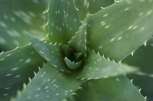 Aloe vera lähikuva