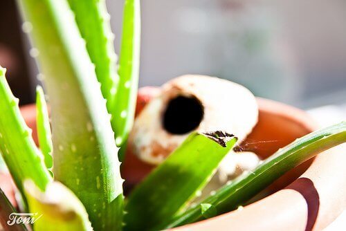 Aloe vera ruukussa