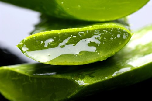Katkaistu aloe vera