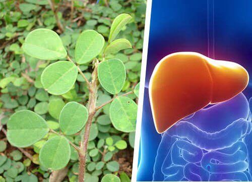 desmodium