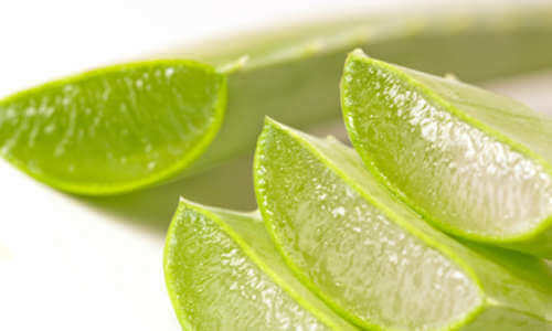 Halkaistu aloe vera