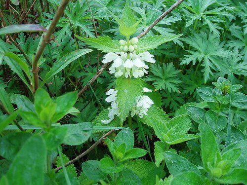 Kolme yrttihoitoa hiustenlähtöä vastaan - nokkonen ja rosmariini.