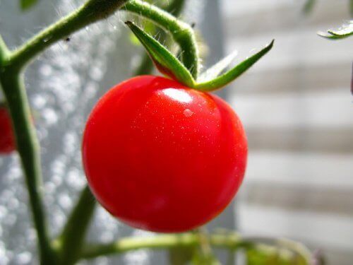tomaatilla eroon virtsahappokiteistä