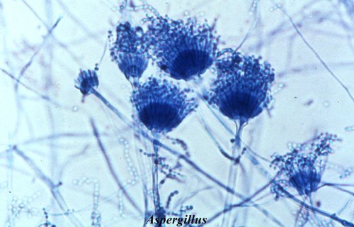Aspergillus on homesieni
