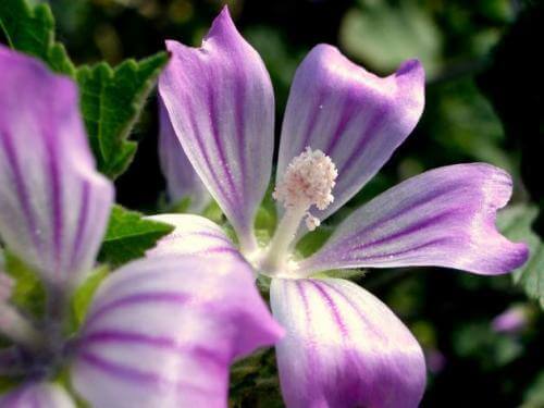 Pirunkouran käyttämisellä fibromyalgian hoitoon on positiivisia vaikutuksia.