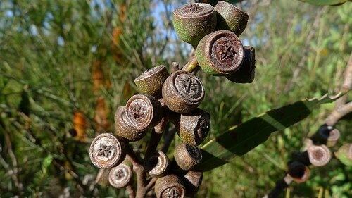 Eukalyptuspuu niveltulehduksen hoitoon