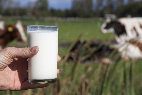 Miksi ihmisten ei kannata juoda lehmänmaitoa