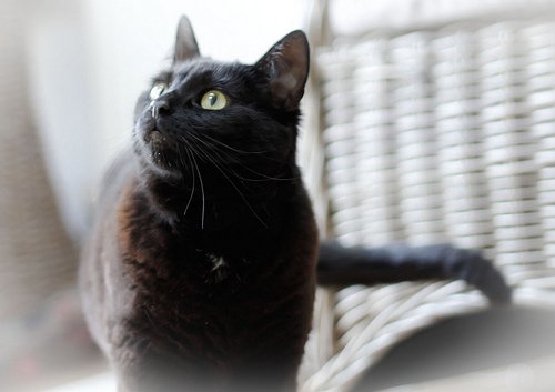 monta yllättävää käyttötapaa ruokasoodalle: kissanpissan haju pois