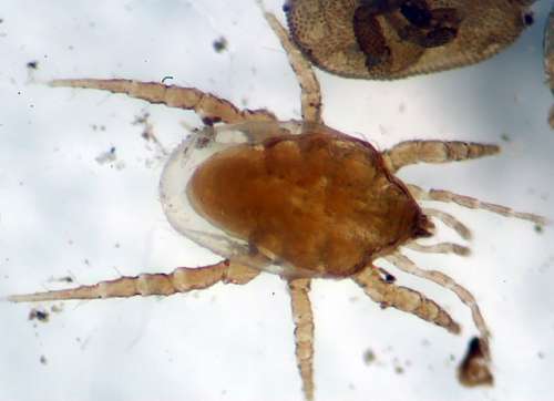 pölypunkeille ominaisia piirteitä