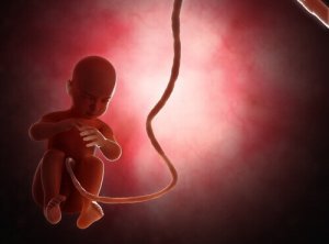 Ilmastonmuutos voi vaikuttaa poikavauvojen keskenmenoihin