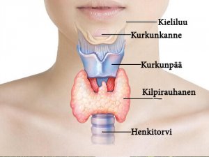 Kilpirauhasen hoito luonnollisesti
