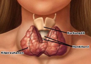 Merilevä auttaa kilpirauhasen vajaatoimintaan