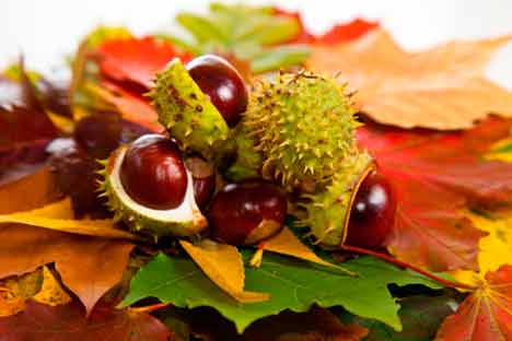 kastanjat peräpukamiin