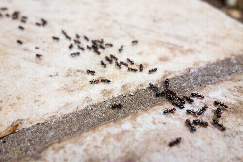 Eroon muurahaisista ilman kemikaaleja