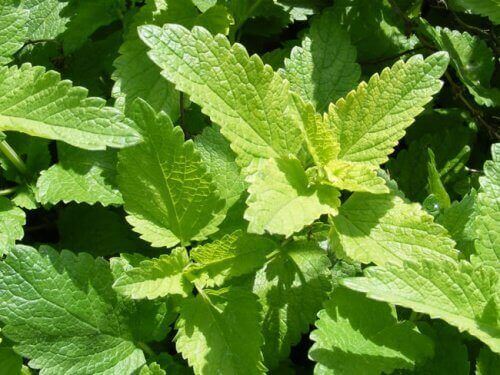 kokeile sitruunamelissaa, hermoja hoitavaa yrttiä