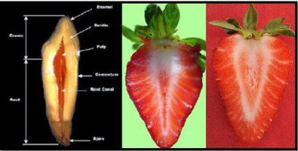 ruoat muistuttavat kehonosia: mansikat ja hampaat