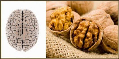 kehonosia muistuttavat ruoat: saksanpähkinät ja aivot