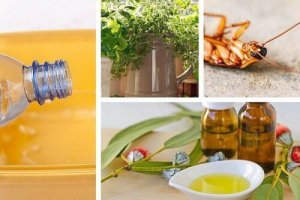 Karkota hyönteiset kotoasi luonnollisesti