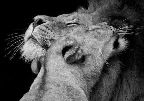 leijonien kosketus